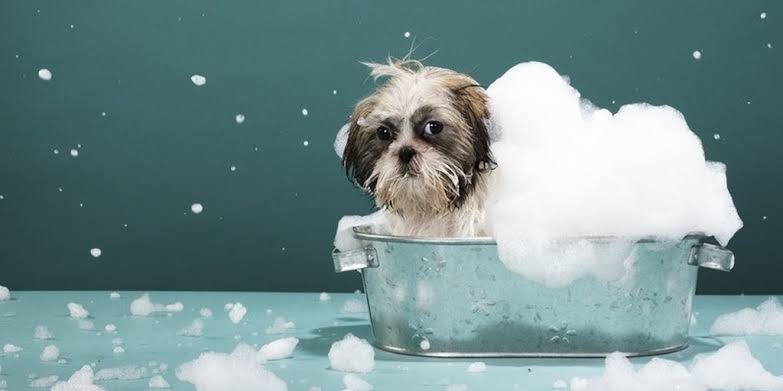 Cão recebendo banho