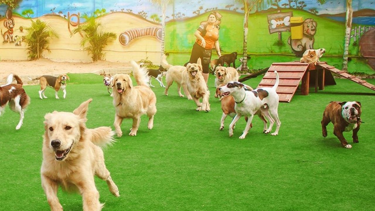 Patas e Cia - Creche para cães