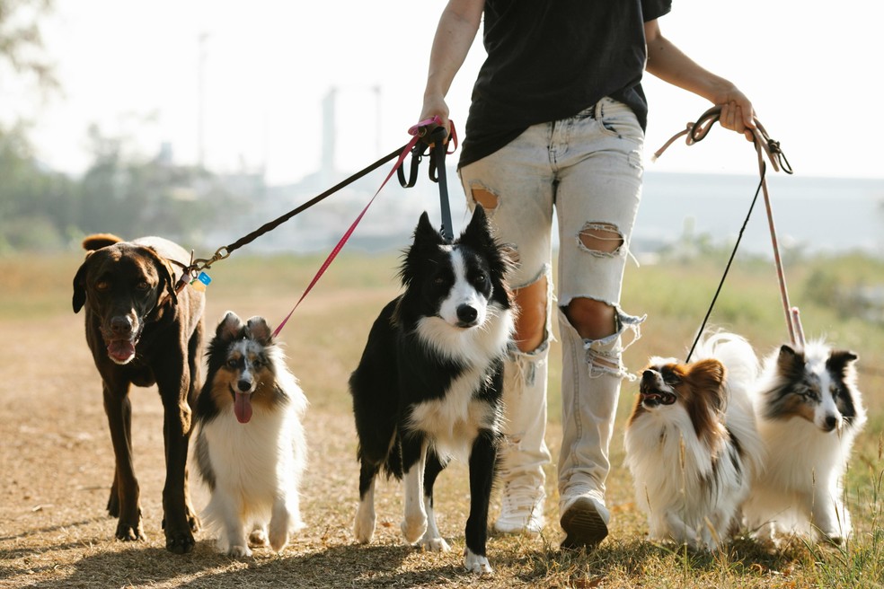 Cão passeando com cuidador